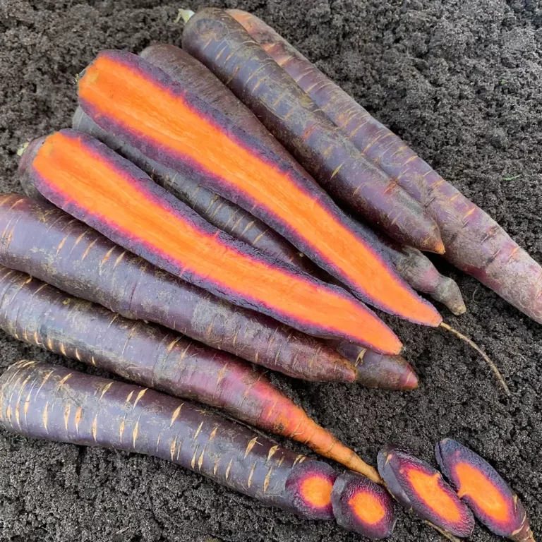 Möhre Lila Lu SG Bio