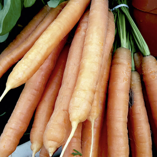 Möhre Merida F1 (Bio Saatgut)