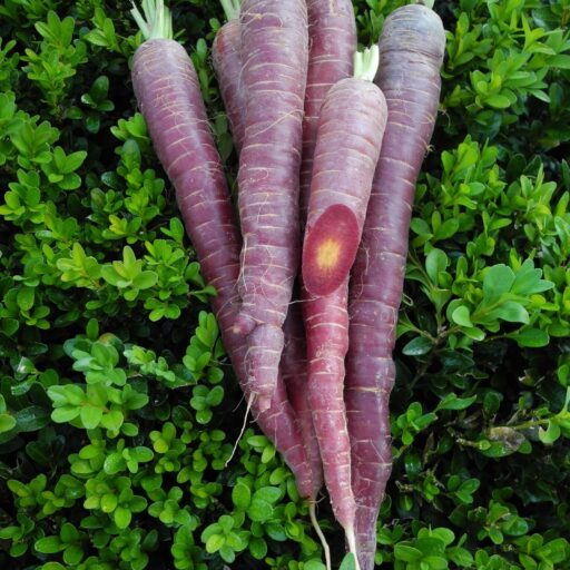 Möhre Purple Elite F1