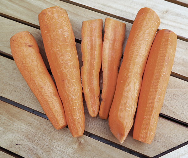 Möhre Rothild (Biosaatgut)