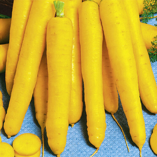 Möhre Yellowstone F1