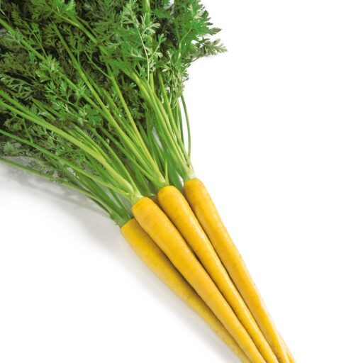 Möhre Yellowstone F1