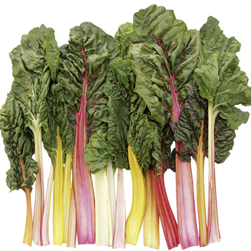 Mangold Bright Lights