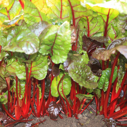 Mangold Rhubarb Chard Bio