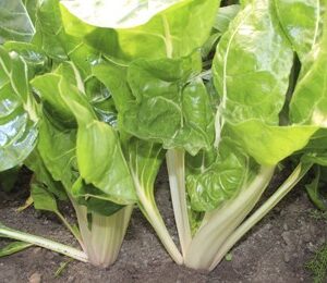 Mangoldsamen Grüner Glatter Silver Bio