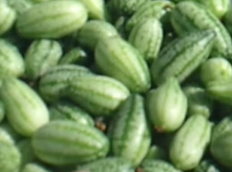 Mexikanische Minigurke Bio