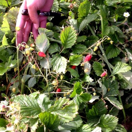 Monatserdbeere Regina