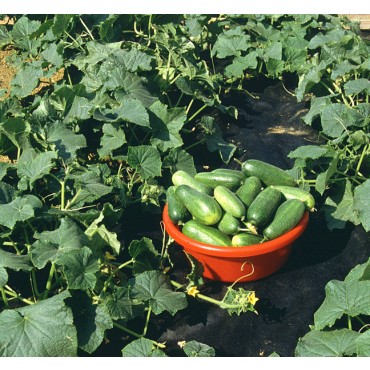 Mulchvlies (1,60m x 5m)