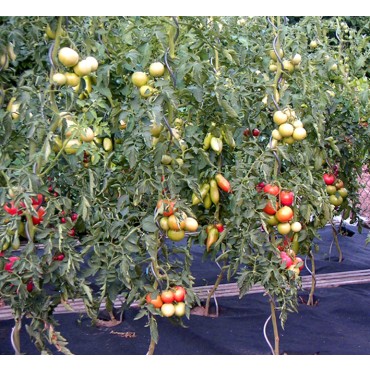 Mulchvlies Rolle (1,60m x 100m)