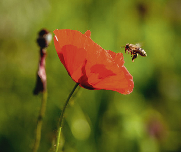 Nützlingsparadies, 1-jährige Mischung