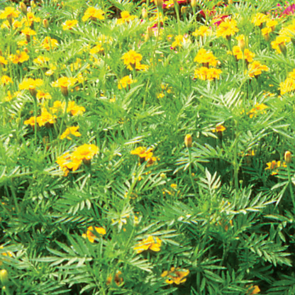 Nematodenkiller Single Gold