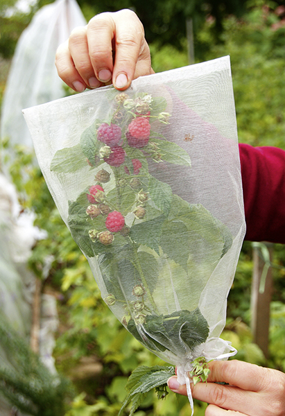 Obstschutz Säckchen, grün (10 Stück)