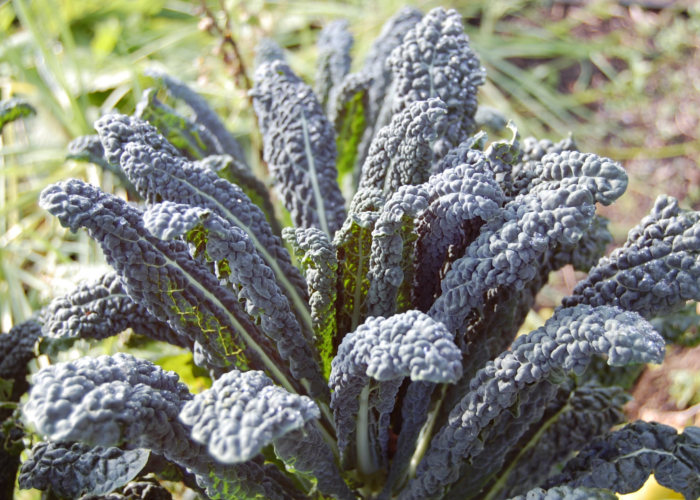 Palmkohl Nero di Toscana Bio