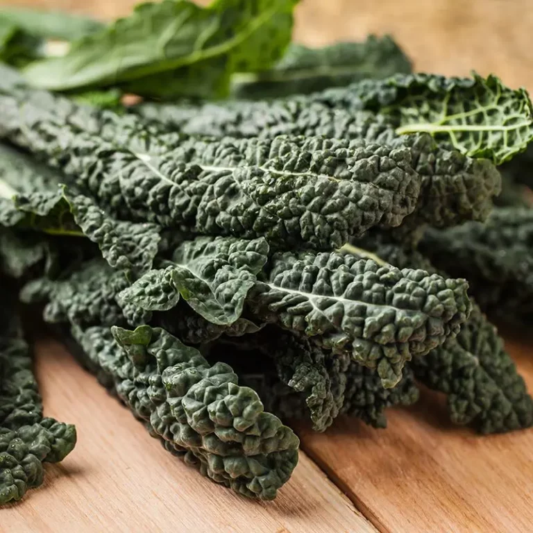 Palmkohlsamen Nero di Toscana