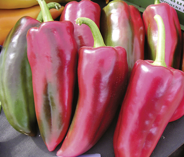 Paprika Augsburger Roter - Bio