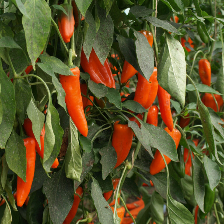 Paprika Lady Lou KS Bio Demeter