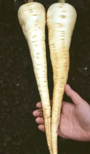 Pastinakesamen Aromata Bio Demeter