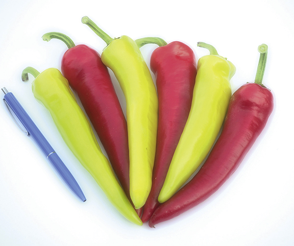 Peperoni Tabaluga F1