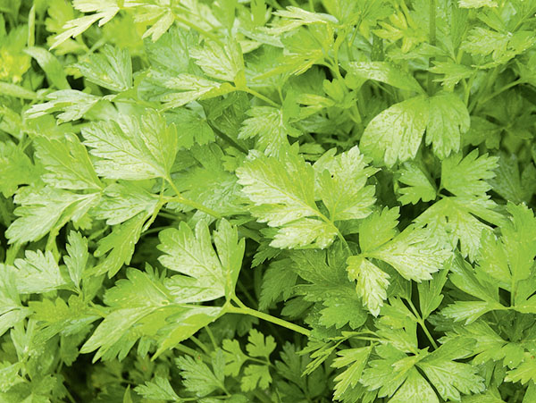 Petersilie Gigante d'Italia