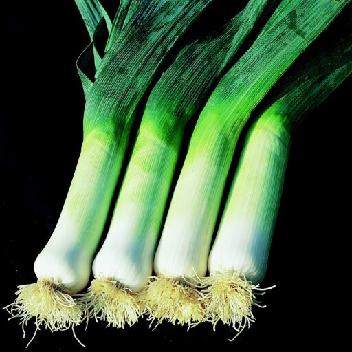 Porreesamen Lauch Herbstriesen 2/Hannibal