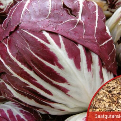Radicchio Palla Rossa