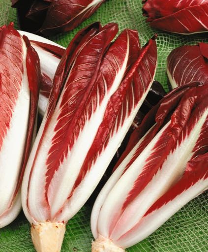 Radicchio Rossa di Treviso
