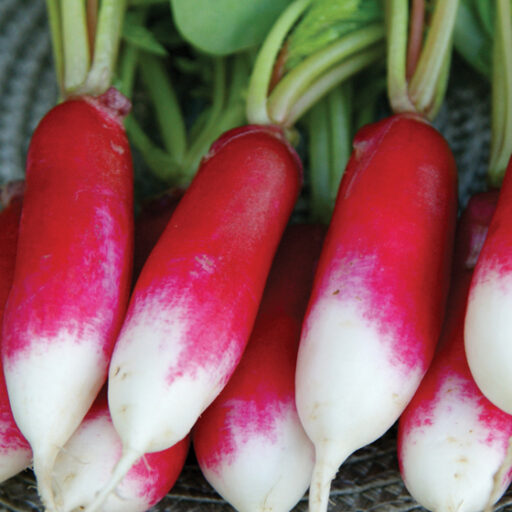 Radies Patricia (zweifarbig)