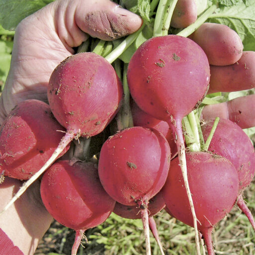 Radies Sora (ersetzt Rondeel)