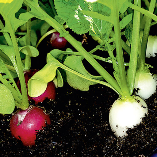 Radieschen Farbmix F1 - breites Saatband