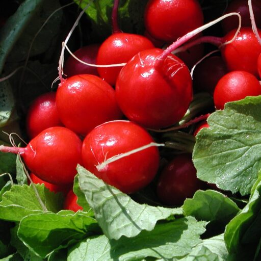 Radiessamen Raxe Bio