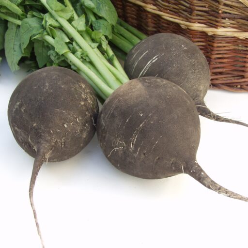 Rettich Runder schwarzer Winter Bio