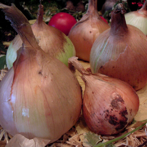 Riesen - Zwiebel Exhibition