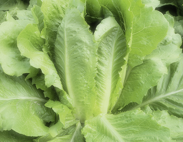 Romana Victorinus (S.Pillen)