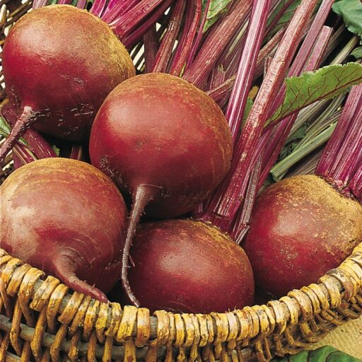 Rote Betesamen Detroit 2 / Bolivar