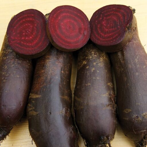 Rote Rübe Taunus (zylindrisch)