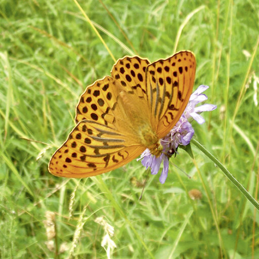 Schmetterlingswiese, ein- und mehrjährige Mischung