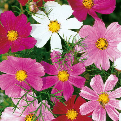 Schmuckkörbchen Sensation Mischung