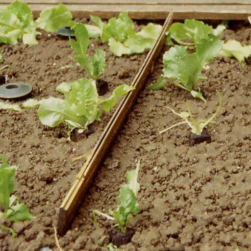 Schneckenfalle (10 Stück)