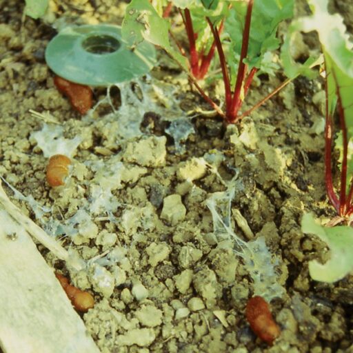 Schneckenfalle (25 Stück)