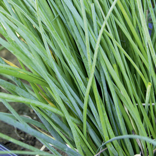 Schnittlauch Staro, grobröhrig