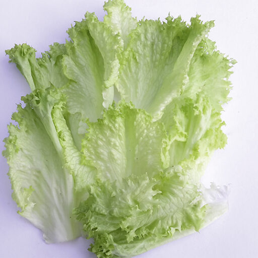 Schnittsalat Crispita -Saatband 5 m