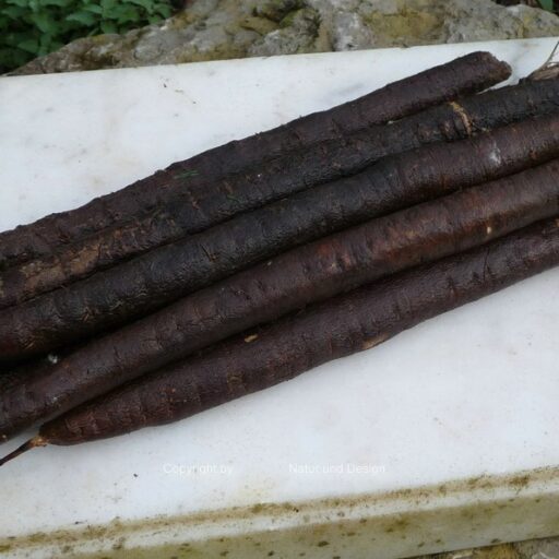 Schwarzwurzelsamen Hoffmanns Schwarze Pfahl
