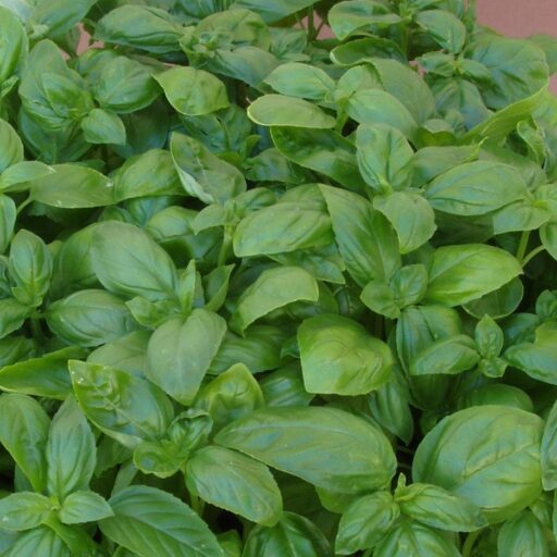 Selbstversorger Nachfüll-Box L Bio (Karton)