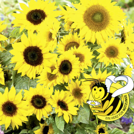 Sonnenblume Majestic Mix