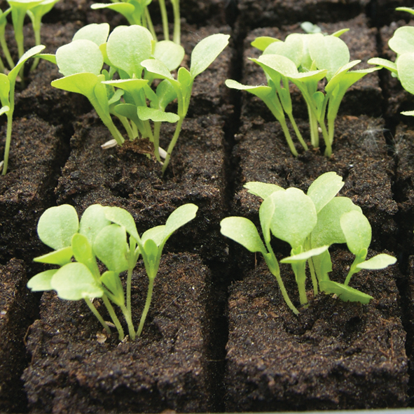 Spezial Presstopf- und Anzuchterde 18 L