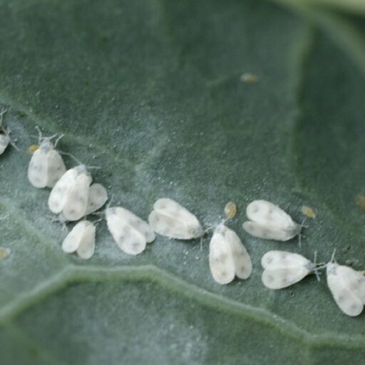 Spezialnetz (2,60m x 5m)