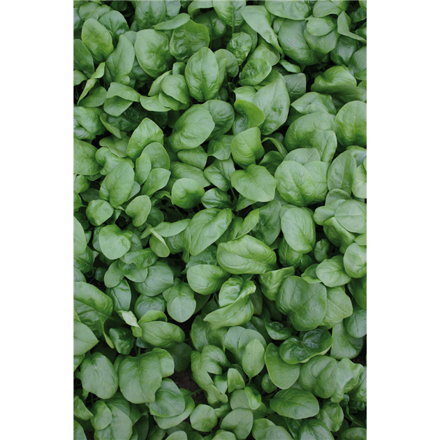 Spinat Winter Riesenblatt Bio