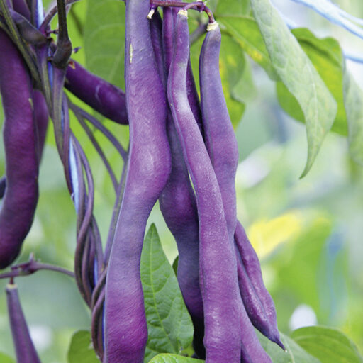 Stangenbohne Blauhilde