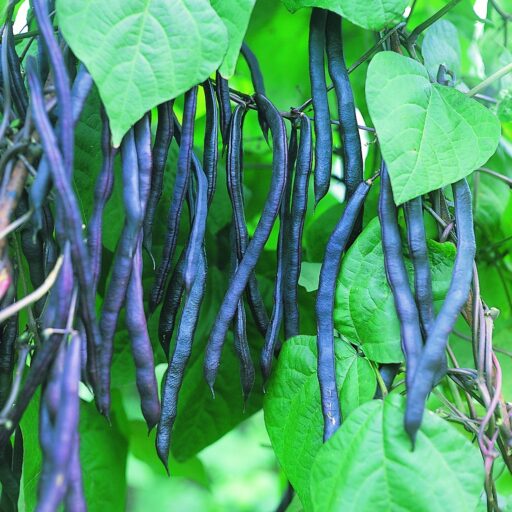 Stangenbohnensamen Blauhilde