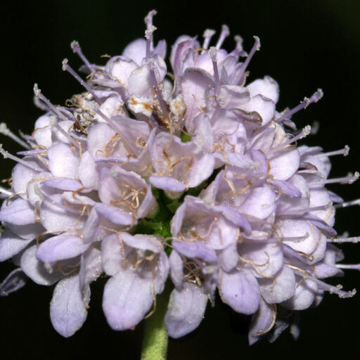 Teufelsabbiss (Succisella inflexa) Frosted Pearls